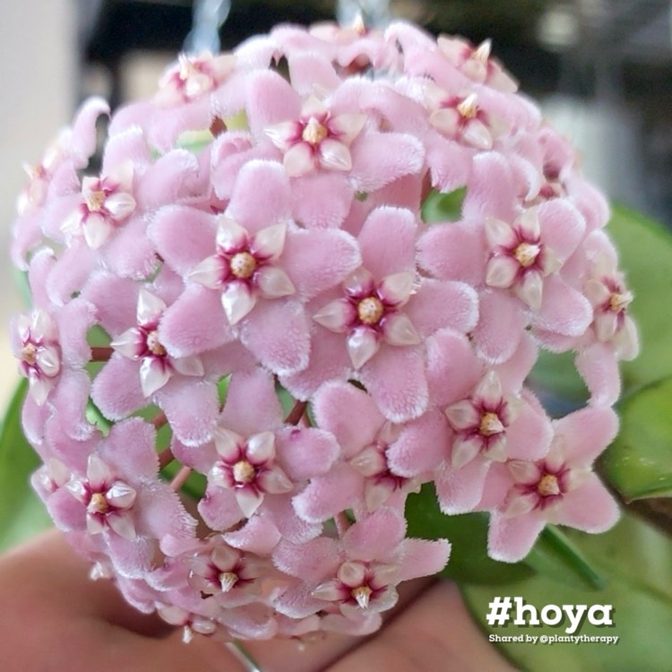 plant image 1729128 plant image 1729128