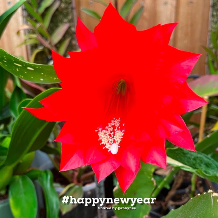 Plant image Epiphyllum ackermannii red
