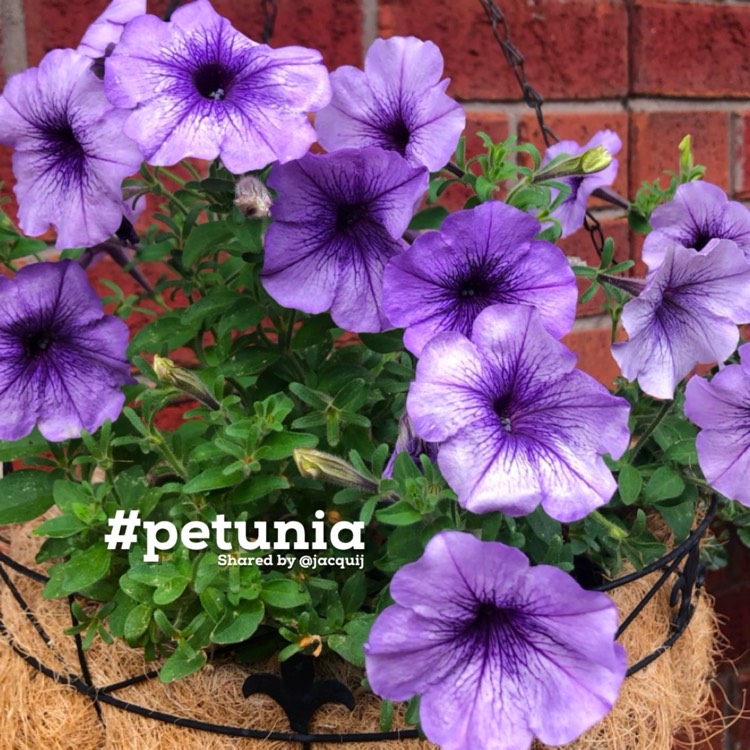 plant image 1729951 plant image 1729951