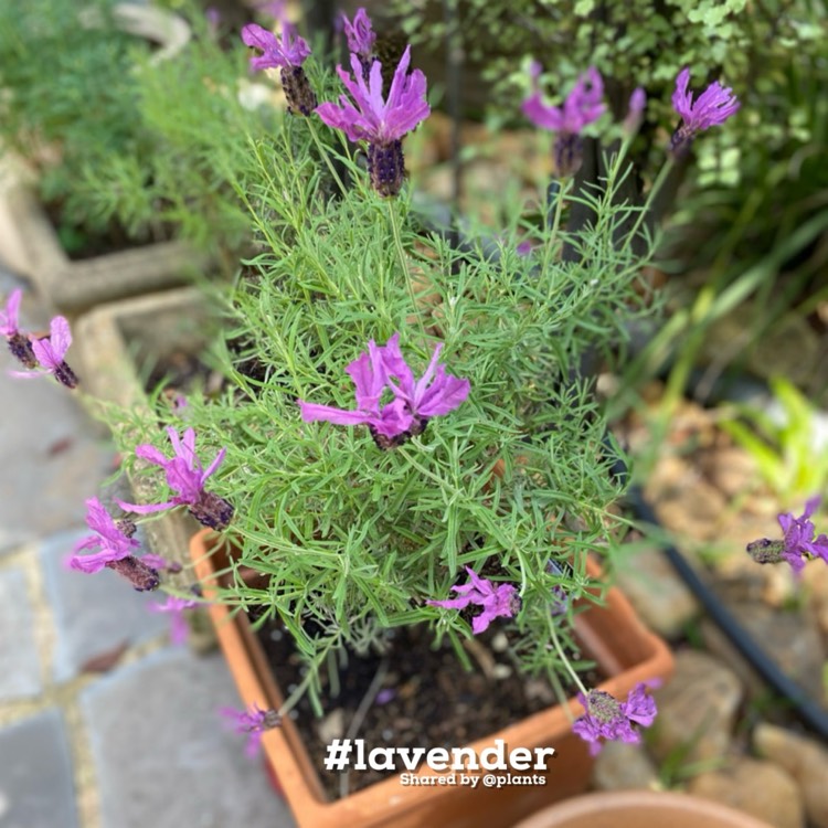 plant image 1730686 plant image 1730686