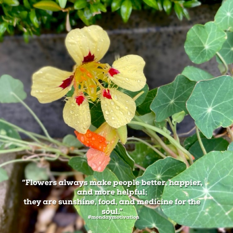 plant image 1730868 plant image 1730868