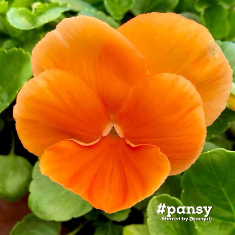 plant image 1733802 plant image 1733802