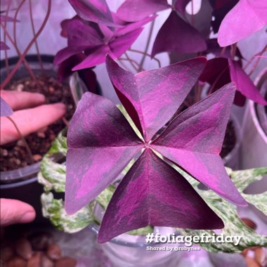 Purple False Shamrock