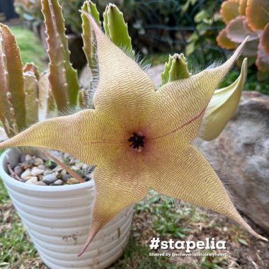 Stapelia ‘Gigantea Yellow Flower'