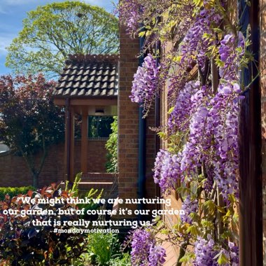Japanese Wisteria