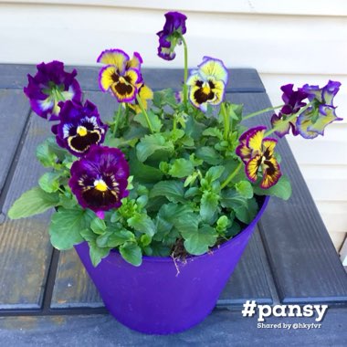 Pansy