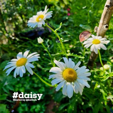 Shasta Daisy
