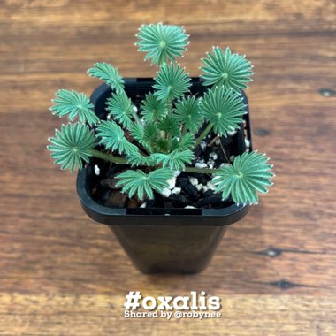 Palm-leaf False Shamrock