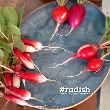 Radish