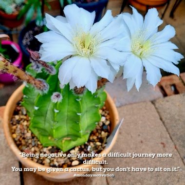 GardenTags's garden