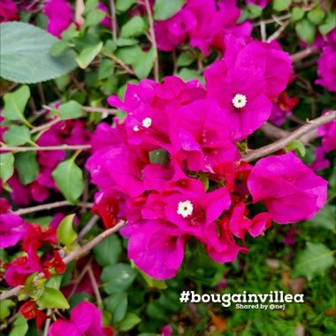 Bougainvillea