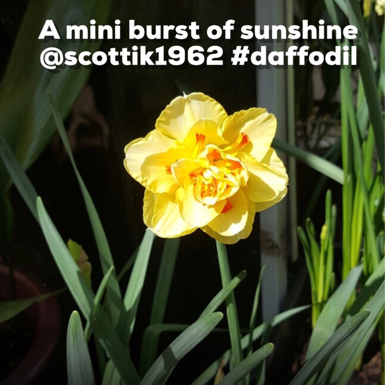 plant image 228234