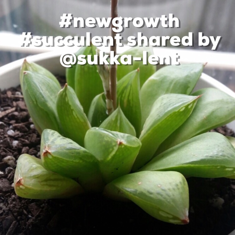 plant image 233829