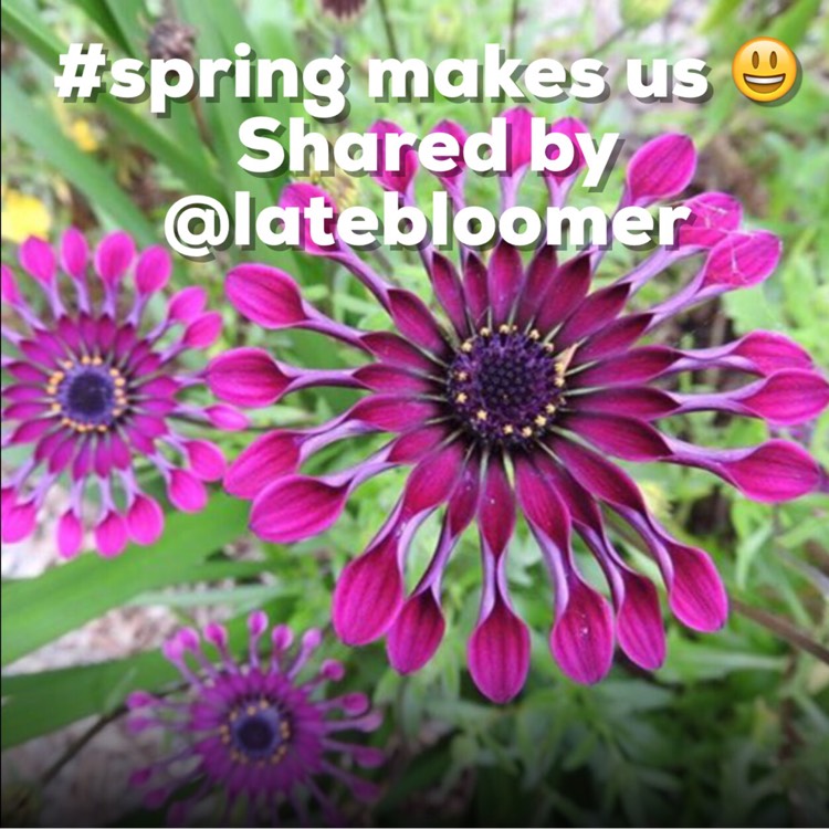 Plant image Osteospermum 'Whirligig'