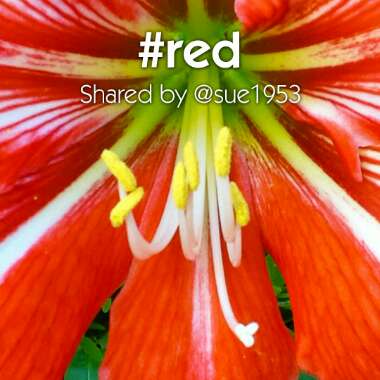 Hippeastrum