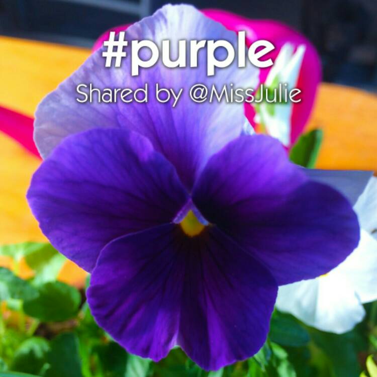 plant image 267809