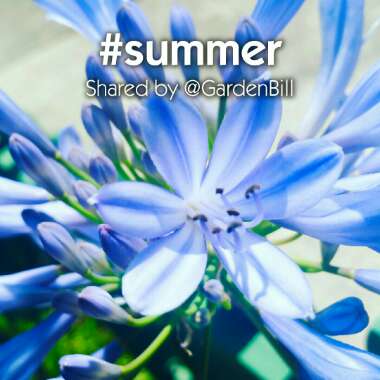 Agapanthus