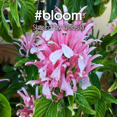 Justicia carnea
