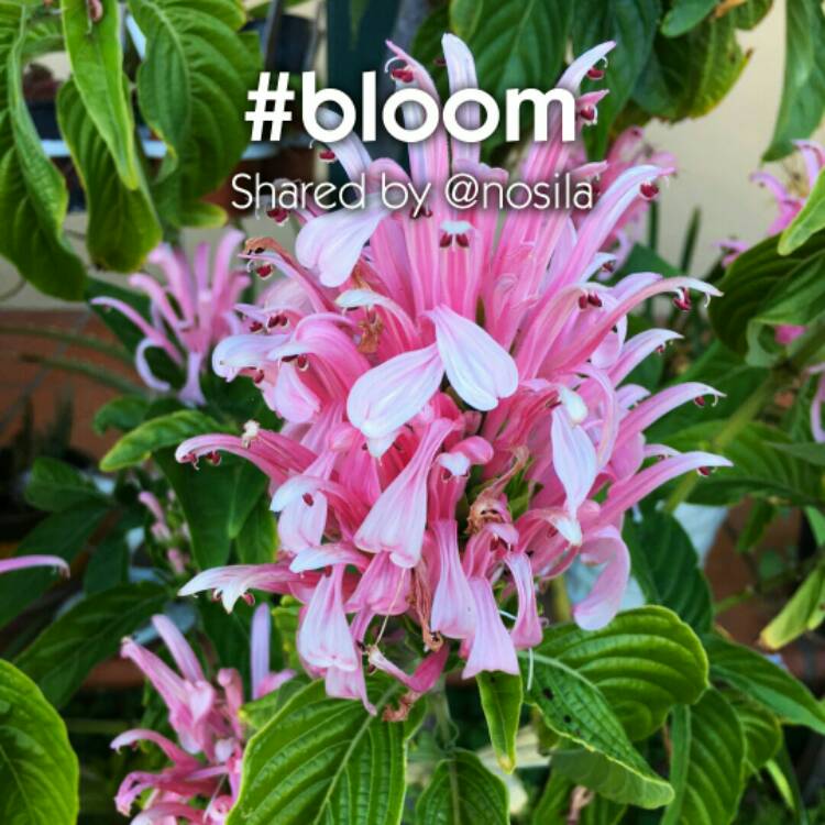 plant image 284923