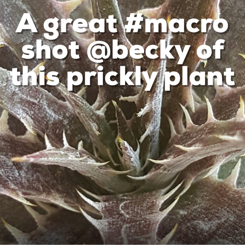 Plant image Dyckia 'Paulsen's Puzzle'