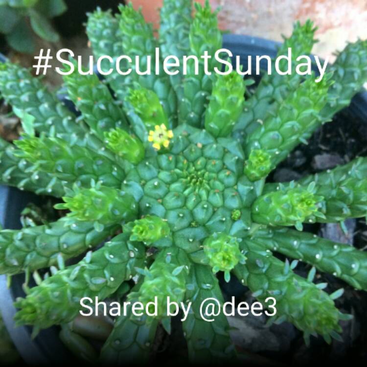 Plant image Euphorbia Flanaganii