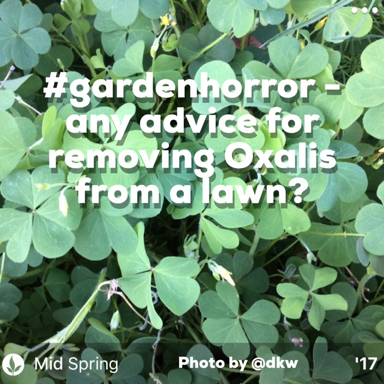 plant image 570705