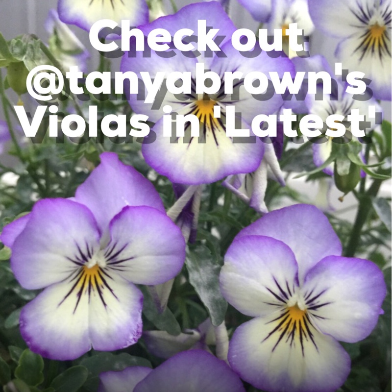 Plant image Viola cornuta 'Rocky Mickey'