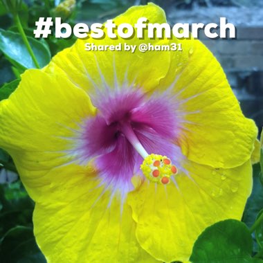 Hibiscus Rosa-sinensis 'Lemon Delight'