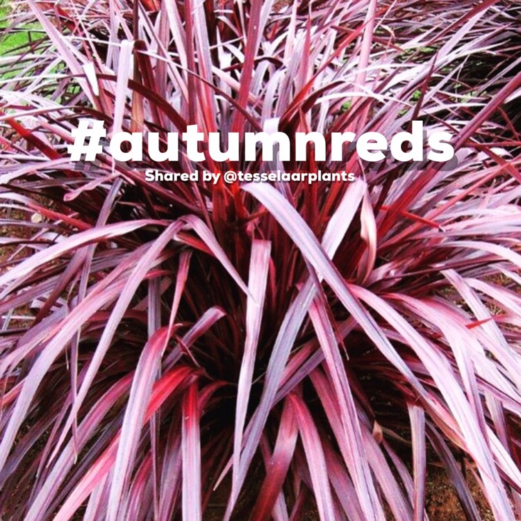 Plant image Cordyline 'Red Fountain'
