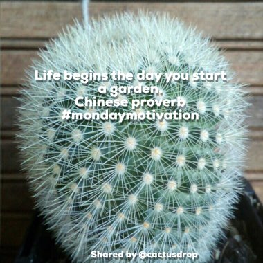 Mammillaria spinosissima subsp. pilcayensis