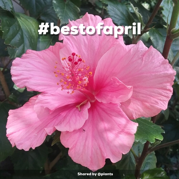 Plant image Hibiscus rosa-sinensis