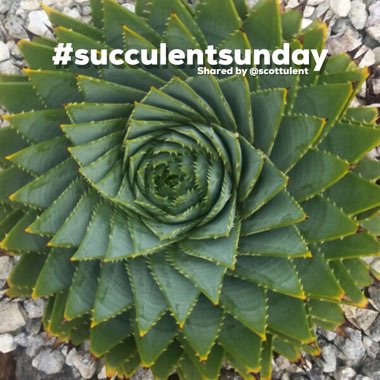 Aloe Polyphylla
