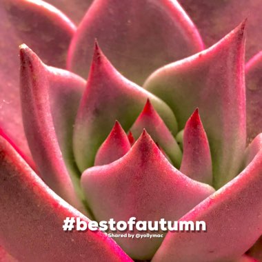 Echeveria Agavoides Romeo