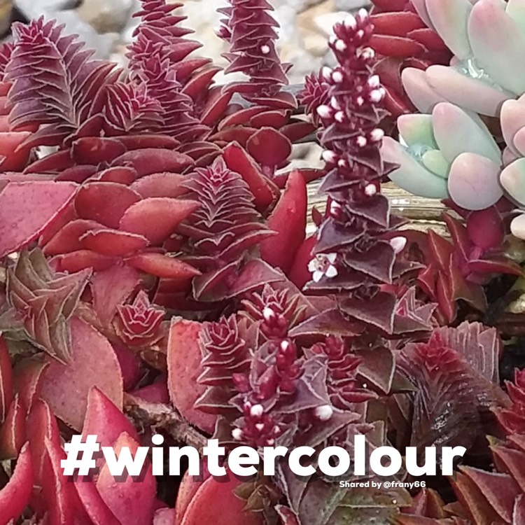 Plant image Crassula capitella subsp. thyrisflora 'Red Pagoda'