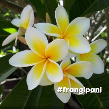 Plumeria