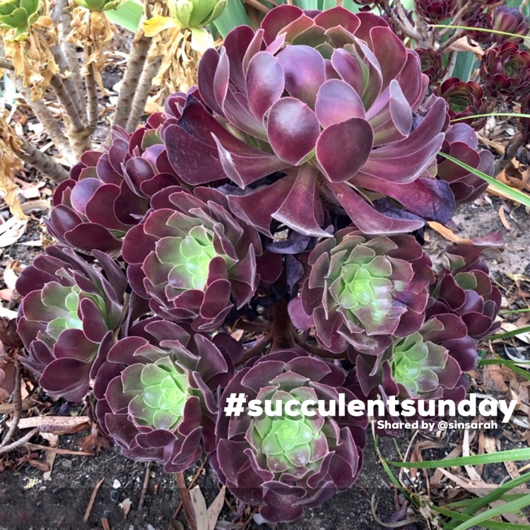 Plant image Aeonium Arboreum Velour