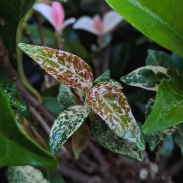 Plant image Trachelospermum jasminoides 'Tricolor'