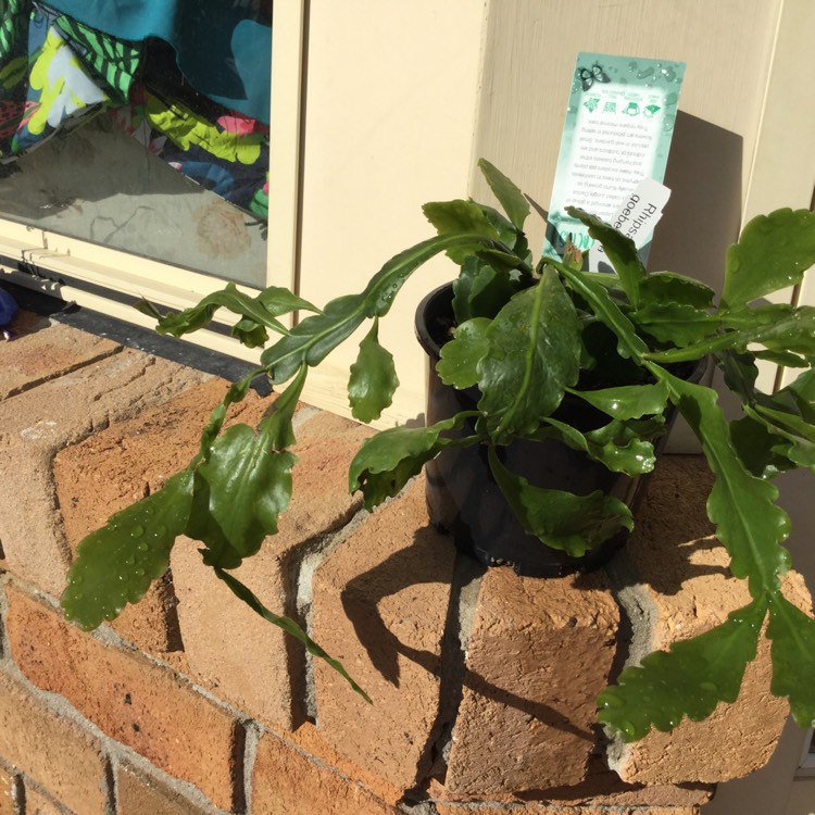 plant image 338856