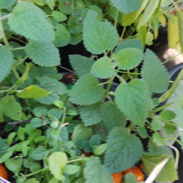 Plant image Melissa officinalis 'Lime Balm'