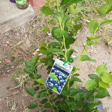 Vaccinium corymbosum