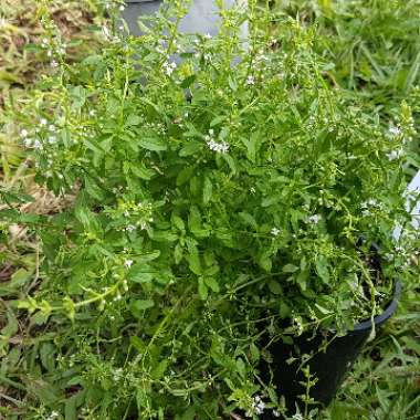 Mentha australis