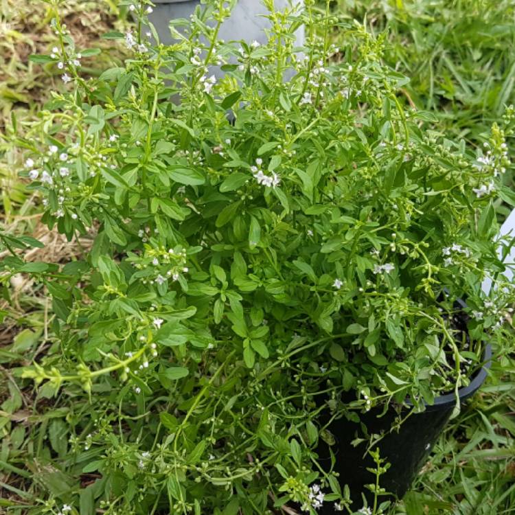 plant image 668793