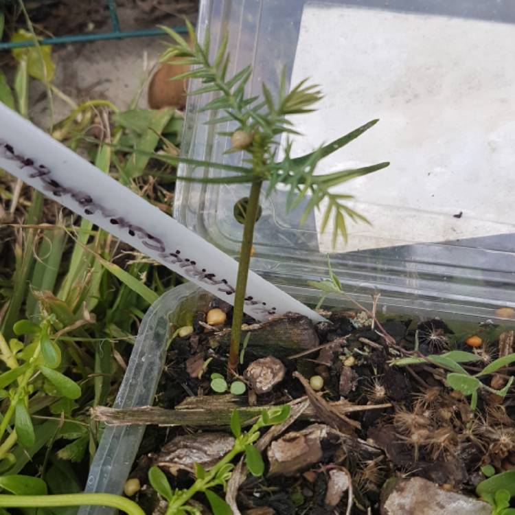 Plant image Araucaria cunninghamii
