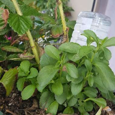 Stevia rebaudiana