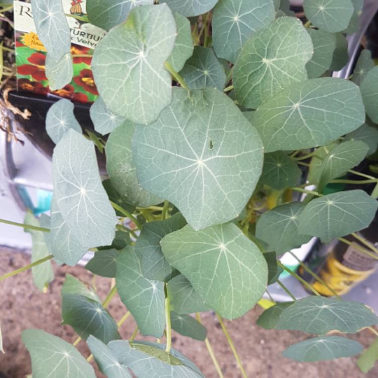 Plant image Tropaeolum majus 'Black Velvet'