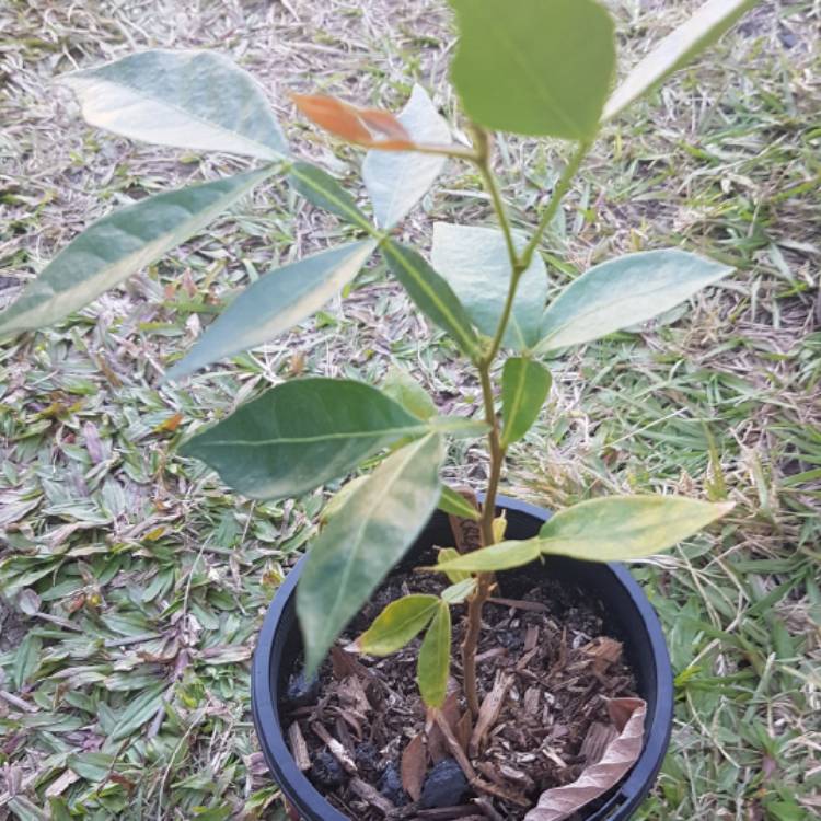 Plant image Inga edulis