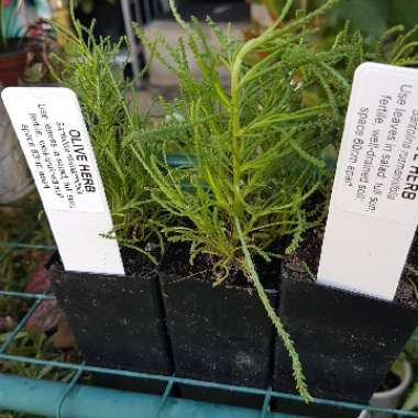 Santolina rosmarinifolia