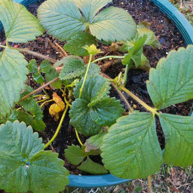 plant image 802413