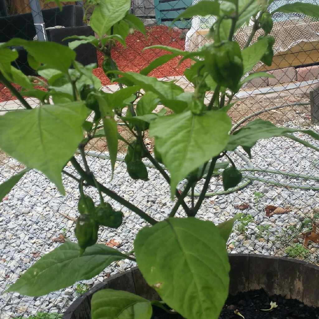 Capsicum Chinense 'Carolina Reaper'