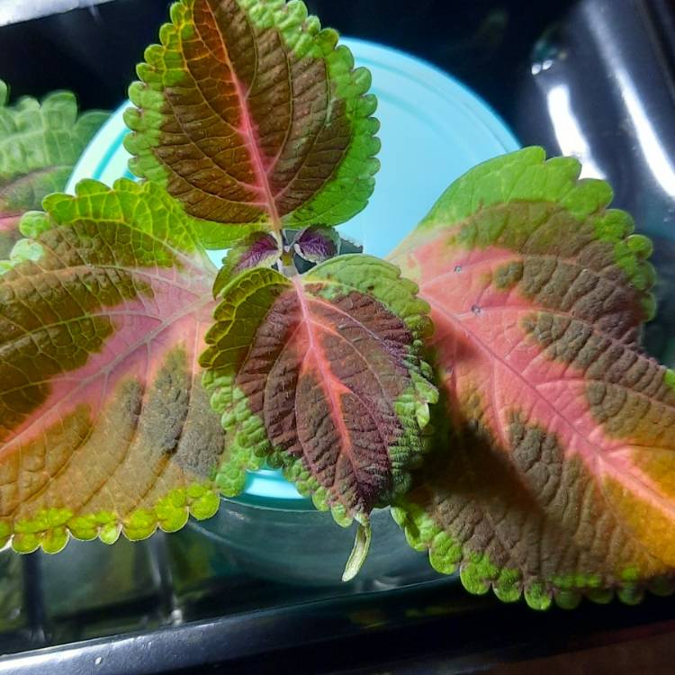Plant image Solenostemon scutellarioides 'Pas2020' (Wizard Series) syn. Solenostemon scutellarioides 'Wizard Pastel'